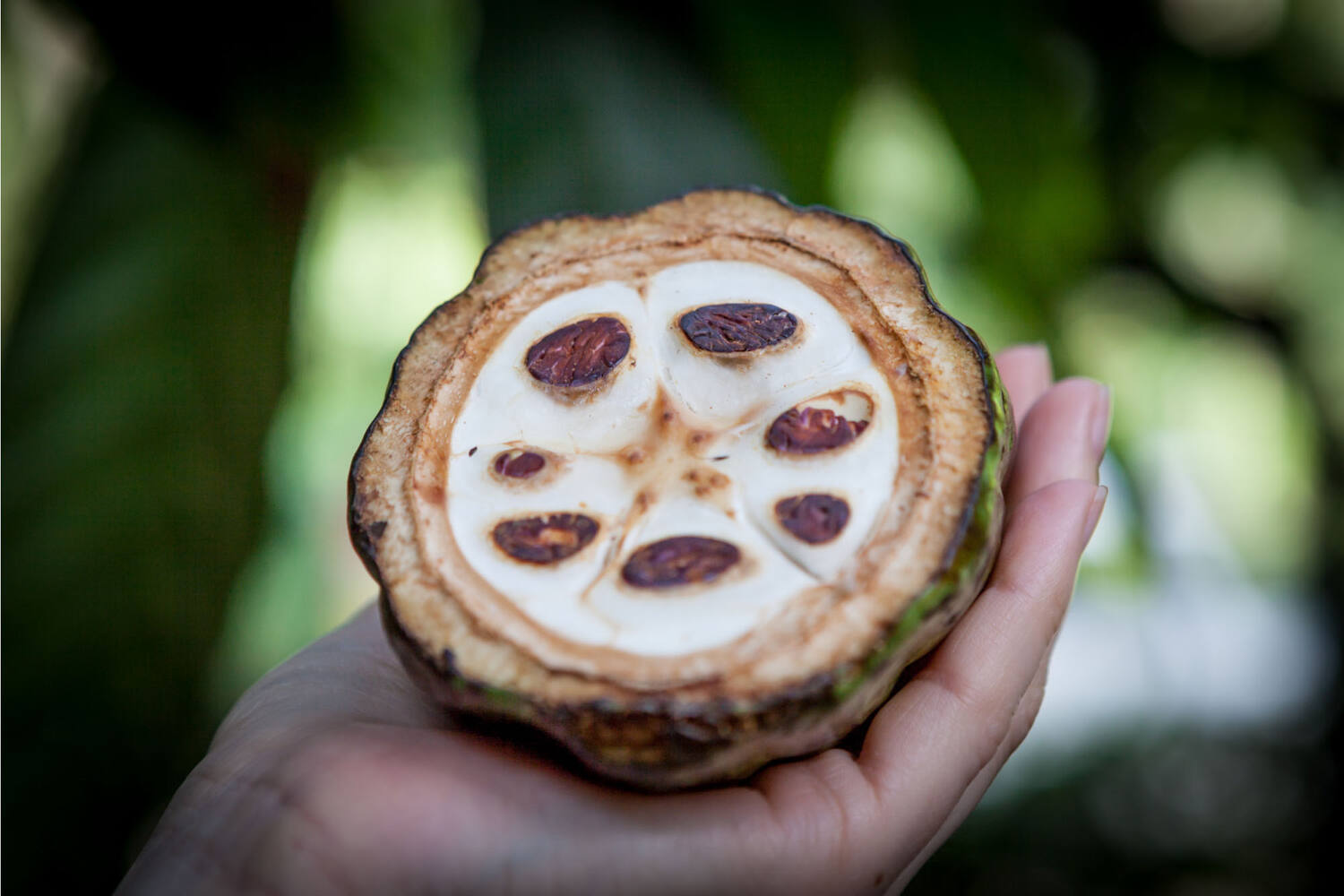 Cacao fruit kist 3 kilogram